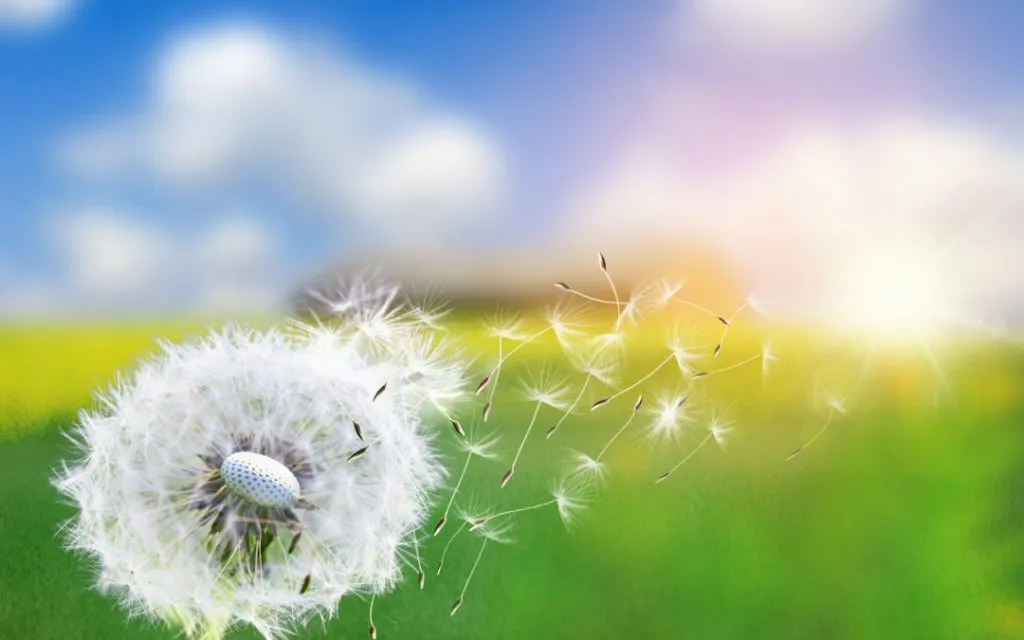 allergy-dandelion-1080x675-1-1024x640